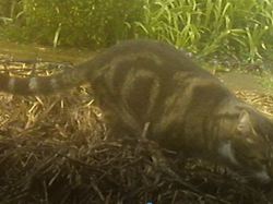 Biodiversite d'un jardin de banlieue.