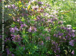 CARRES DES  SAISONNIERES