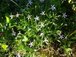 CARRES DES  SAISONNIERES