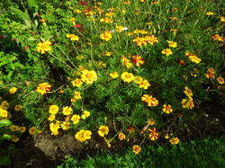 CARRES DE SAISONNIERES