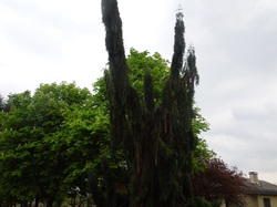 COLLECTION NATIONAL DE LILAS