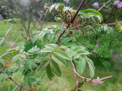 COLLECTION NATIONAL DE LILAS