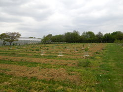 COLLECTION NATIONAL DE LILAS