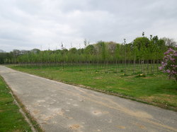 COLLECTION NATIONAL DE LILAS