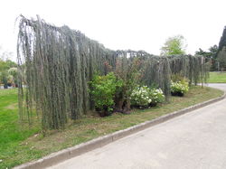 COLLECTION NATIONAL DE LILAS