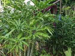 DRACUNCULUS vulgaris ARACEAE