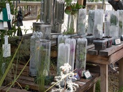 Jardins, jardin 2019