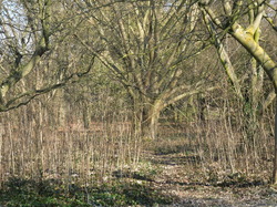 VISITE DE  L'ARBORETUM